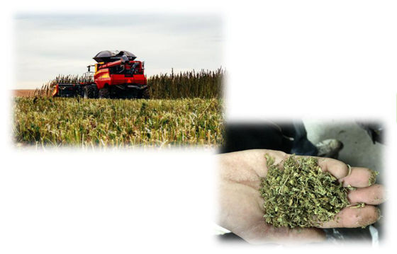 THC Extraction CBD Extraction Machine , Small Scale CBD Extraction Equipment